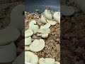 كيف حضرت مفركة الفطر