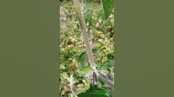 Hairy or Glabrous Stem: Plant Taxonomy: Angiospermic Plant Description #angiosperms #angiospermae