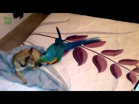 სასაცილო თუთიყურში და შემაშფოთებელი ძაღლი