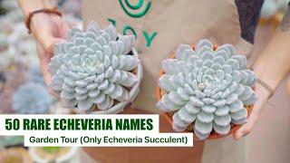 My Rare Echeveria Succulent Collection (with ID)  Garden Tour EP5 | 9 Years Living with Succulents