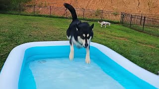 Siberian Husky React to Blow Up Pool