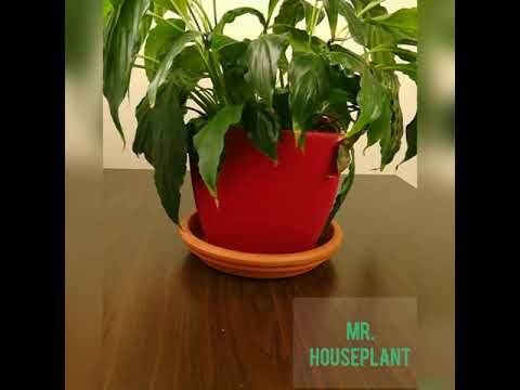 Video: Flowers spathiphyllum - 