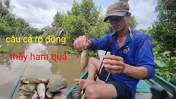 câu cá rô đồng mùa nước lũ cá rô quá mập ú làm gì ăn đây cả nhà 