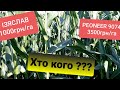 Кукурудза МАІС Гібрид Ізяслав ФАО 220.Приємно вражений даним гібридом.