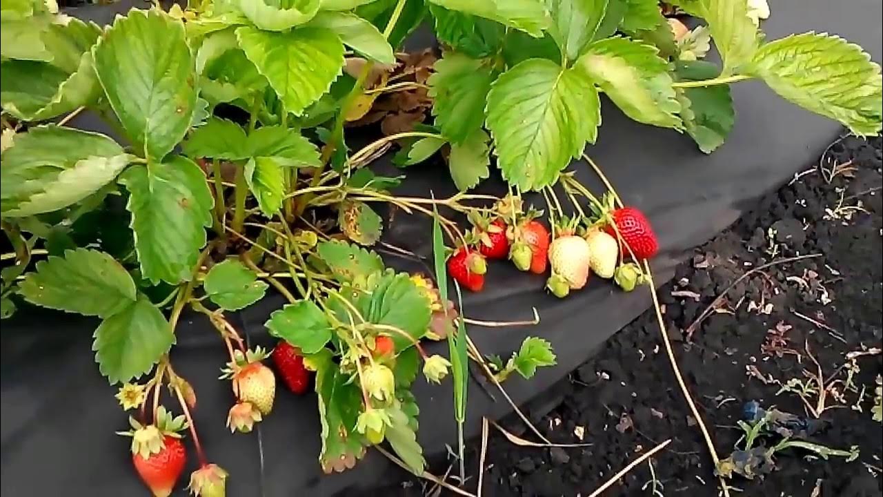 Клубника джоли фото и описание. Сорт клубники Джоли. Сорт земляники Джоли. Клубника Азия Джоли. Клубника среднеспелая Джоли.