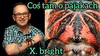 Xenesthis sp. bright .Czy będzie duży i kolorowy ? Sezon dopuszczania.  @tollspiders4K! by TOLLSPIDERS 1,067 views 5 months ago 29 minutes