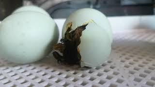 Indian Runner Ducks Hatching Day