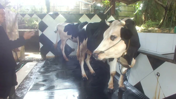 Outbond Pelita Desa Ciseeng Parung @CisadaneCommunity #mialmubarok  #panunggangan  #pinang