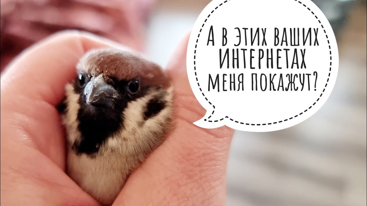 Выпуск воробья. Подарили воробушку колечко и отправили на волю - YouTube