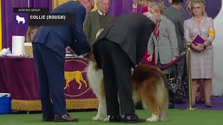 Collies (Rough) | Breed Judging 2019