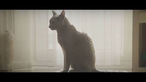 Decoding Cat Behavior - Understanding Your Feline Friend