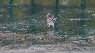 test 2 - reflection, minor animation