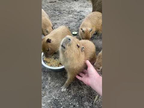 Com vocês, Clara, a capivara - iFunny Brazil