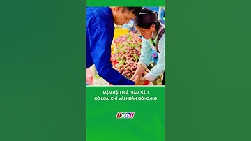 Mận hậu giá giảm sâu, có loại chỉ vài ngàn đồng/kg #nongnghiepmientay