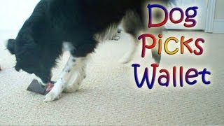 Nana's Naughty Trick: Picking a Wallet by NanaBorderCollie 26,218 views 11 years ago 47 seconds