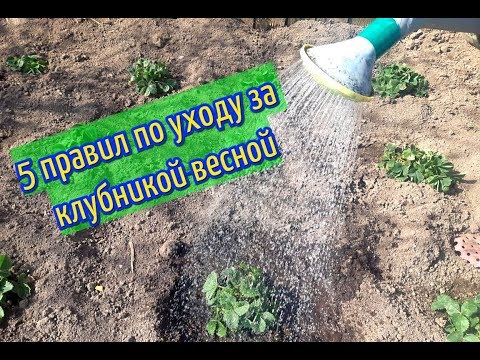 КЛУБНИКА.ПОДКОРМКА КЛУБНИКИ ВЕСНОЙ.СОБИРАТЬ БУДИТЕ ВЕДРАМИ. ПЯТЬ ПРАВИЛ ХОРОШЕГО УРОЖАЯ.