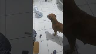 Stuck Dog Knocking Multiple Objects While Trying to Get out of Bag