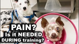 Is PAIN NEEDED to TRAIN A DOG coping skills or is EVERYDAY stress and pain ENOUGH? by Dog Training by Kikopup 3,152 views 5 months ago 5 minutes, 20 seconds