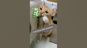 The wall-mounted spinning catnip ball!  🛒 Tap the link in bio to treat your fur baby!