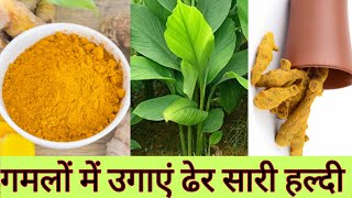 Best Season to Grow Turmeric in pots || हल्दी उगायें गमलों में