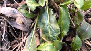 How to Identify Edible Spring Plants