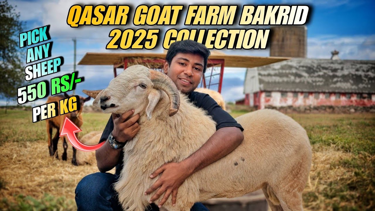 Top quality amingad sheeps for just 550 Rs/- per kg in qasar goat farm bakrid collection 2025