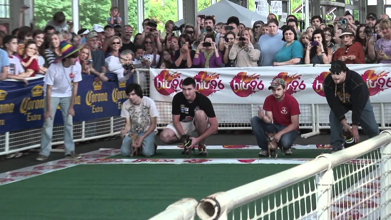 Running of the Chihuahua Chattanooga TN starring Bunny