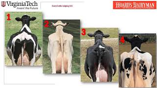 Dairy Judging 101 Practice class H4: Holstein 4 year olds
