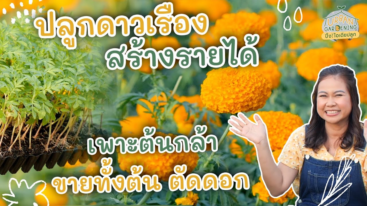 3 ช่องทางปลูกดาวเรืองสร้างรายได้ (จุดเริ่มต้นเกษตรกรมือใหม่) | Urban Gardening ปิ๊ง! ไอเดียปลูก