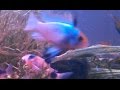 Рыбки едят аулофорус / The fish are eating live food Dero furcata (lounge video)