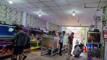 CHÉP SƯ TỬ, CÁ PHI TẦN, BẢY MÀU, La hán