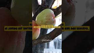 Kepo..Kenapa ketika mo makan Jambu Busuk dan ada Ulatnya.#shortsvideo#kepo#buah#jambuair#waterapple