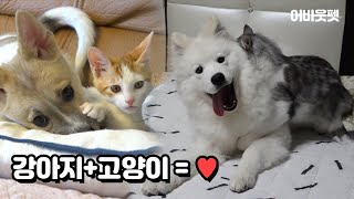 강아지와 고양이 같이 키우면 생기는 일 │어바웃펫 About Pet