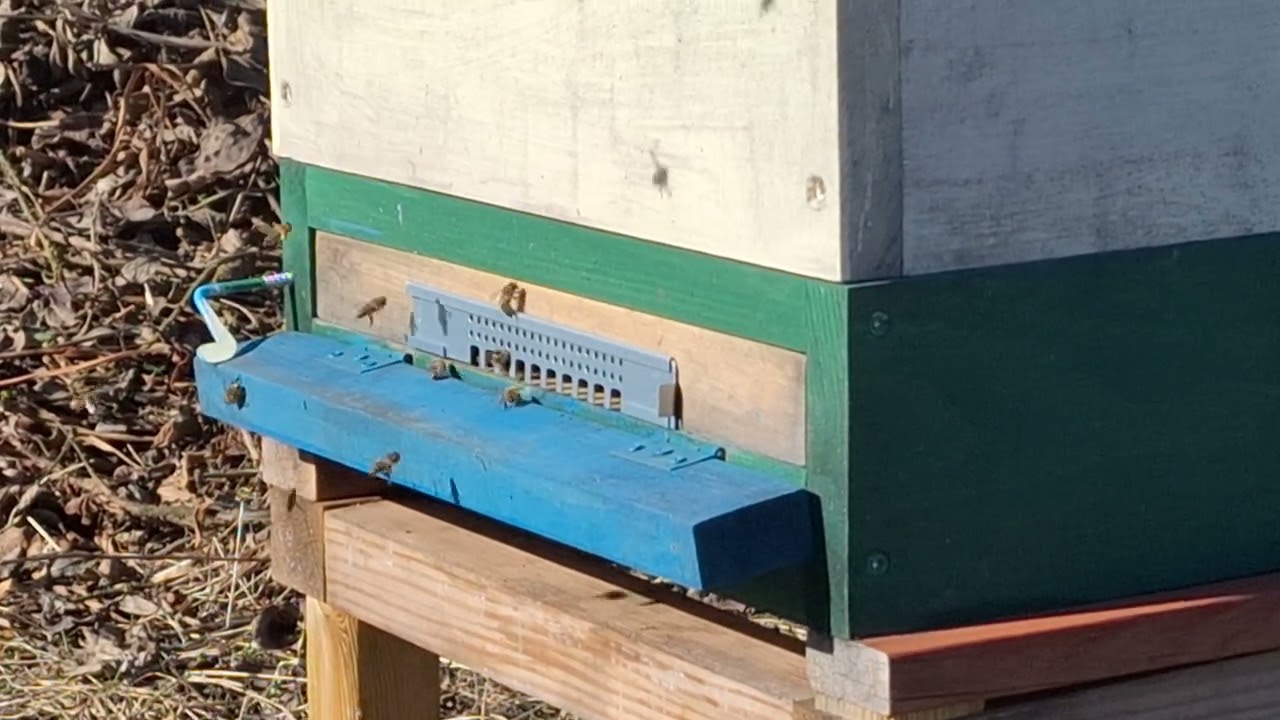 2 marca 2026 - pszczółki zbierają pyłek