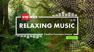 Relaxing Music for Stress Relief (No Copyright Music) | Forest Calming Video