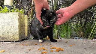 How to get ticks off a stray cat living at a car wash?