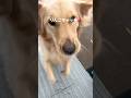 イルカショーみたい🍎#animals #ゴールデンレトリバー #goldenretriever #ゴールデンレトリバーのいる生活 #goldenretrieverlife #りんご #apple