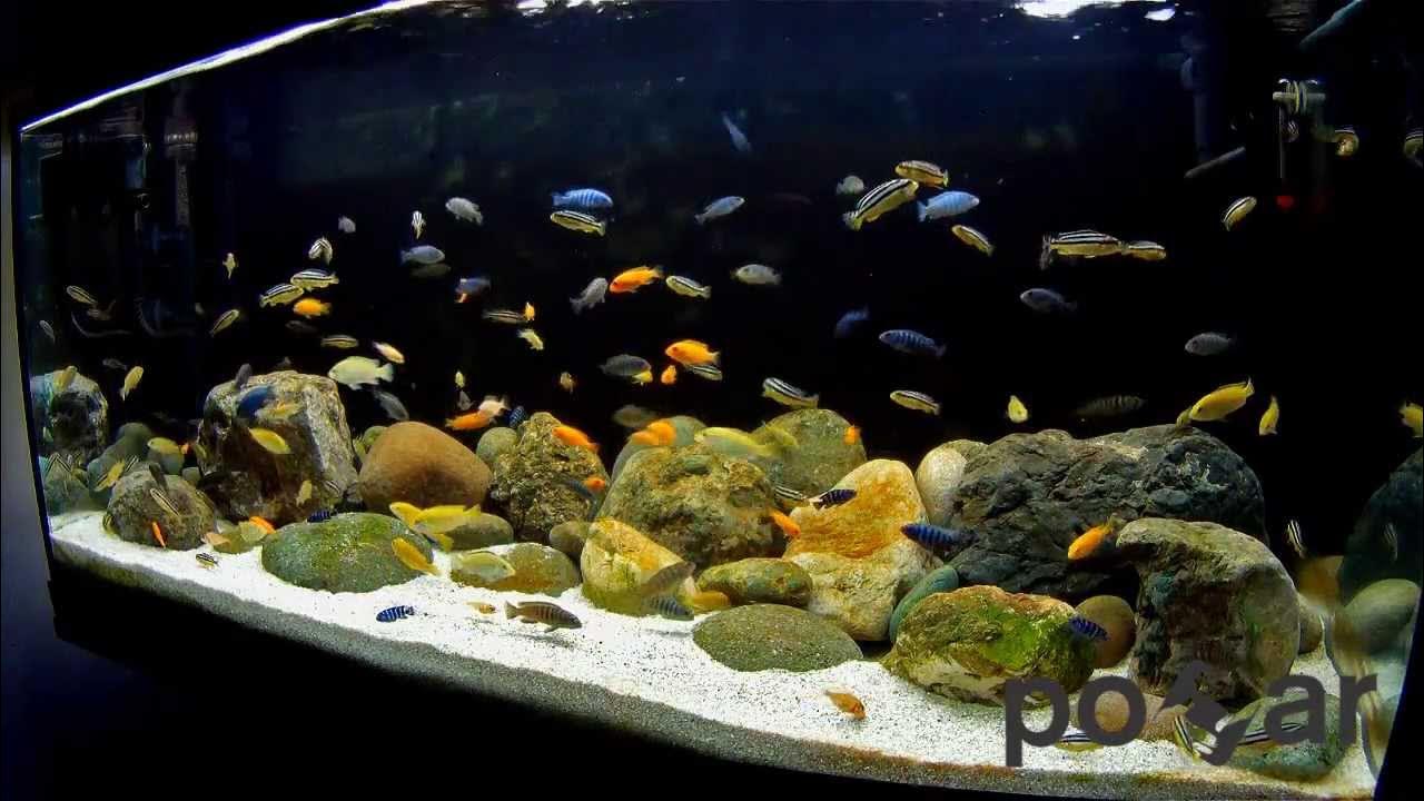 Озеро малави рыбы Озеро малави рыбы