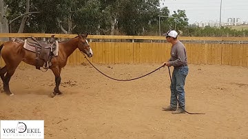 horse training -bucking problem- yosi dekel horsemanship