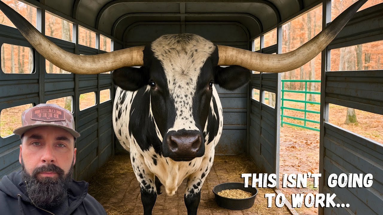 Прицеп недостаточно велик для New Bull!!!