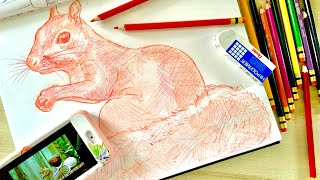 Draw with me - Real time drawing of a squirrel in colored pencils