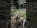 Most players missed this in strawberry -RDR2