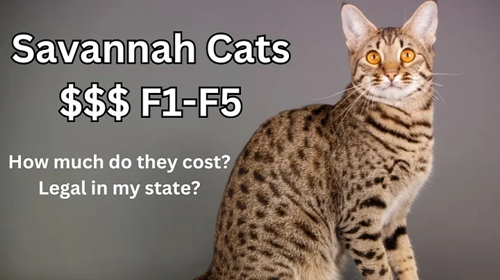 Watch the video about Savannah Cats F1-F5