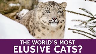 Where do World’s Most Elusive Wild Cats Live? - Discovering Snow Leopards by Animal facts by Datacube 730 views 6 years ago 1 minute, 22 seconds