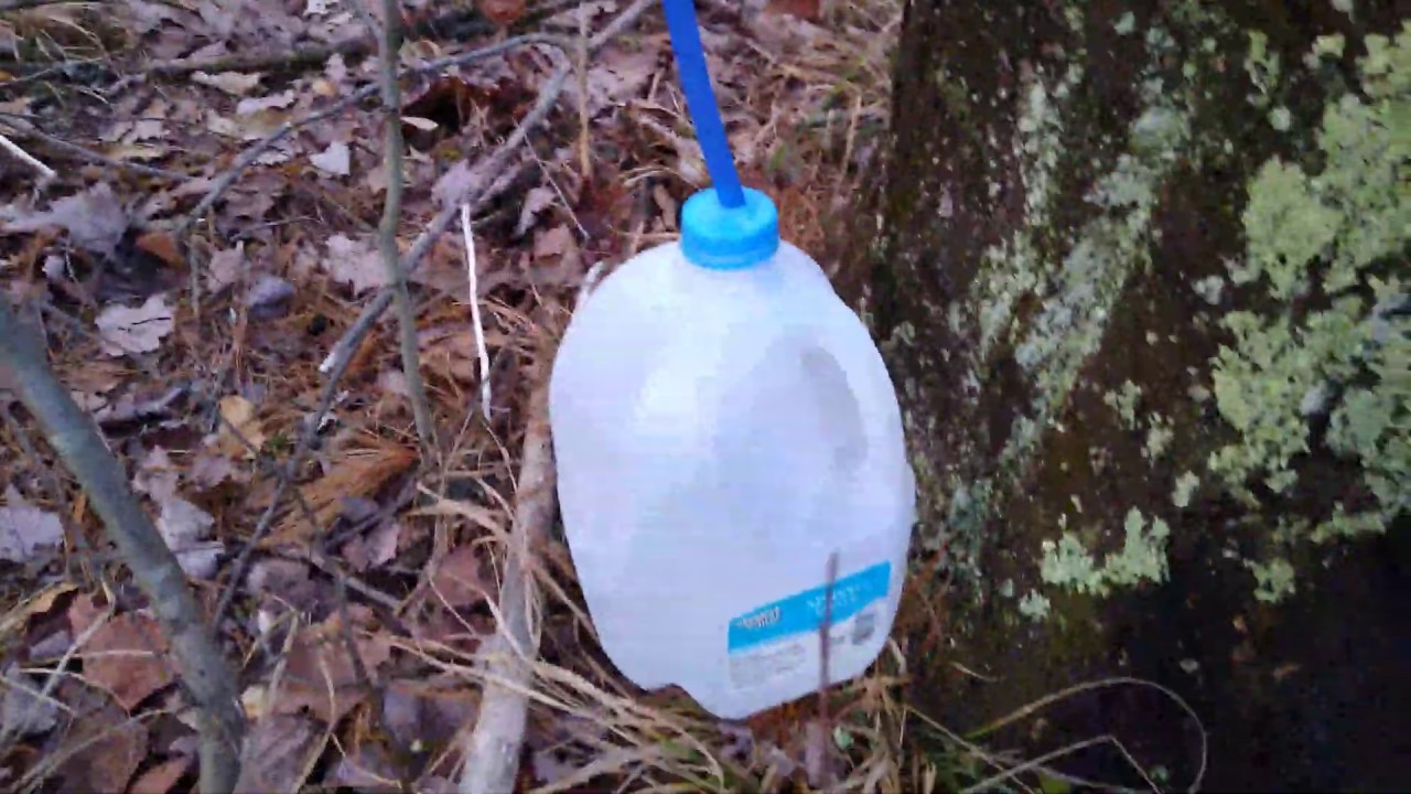 Collecting Maple Tree Sap. Part 2 (ASMR)