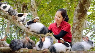 Harvest Rabbit Forest Goes To Market Sell  Harvest Vegetables & Fruits  Cooking  Hanna Daily Life