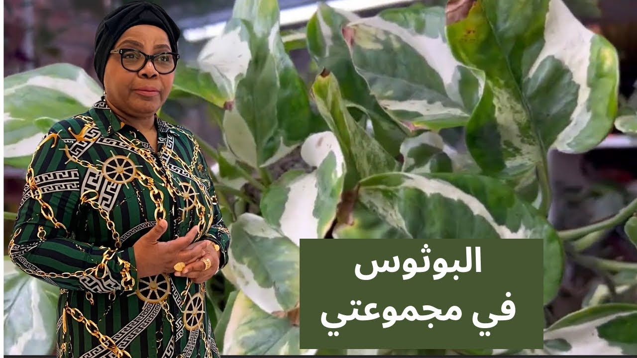 كيف تنمو نباتات البوثوس في المنزل بسهولة