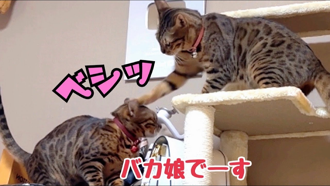 娘が母に猫パンチラッシュかましてます