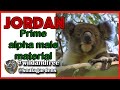 Jordan  an alpha male koala