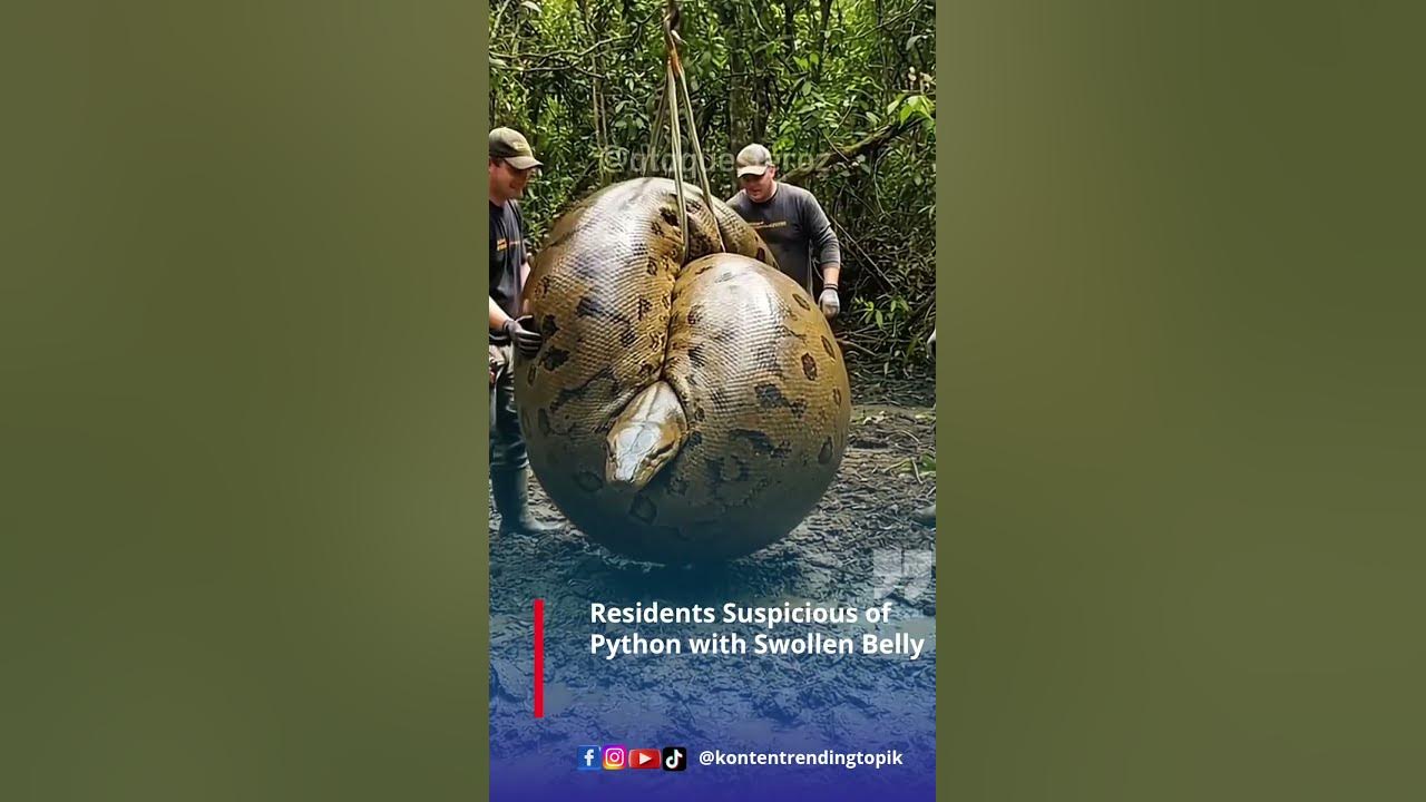 Residents Suspicious of Python with Swollen Belly - YouTube